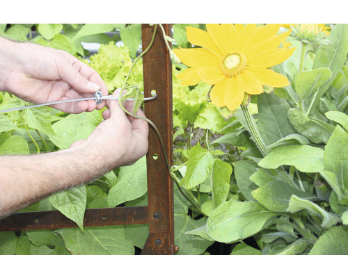 Une personne fixe une plante à un treillis dans le jardin.