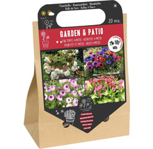 Blumenzwiebeln für Garten und Terrasse, 20 Stück