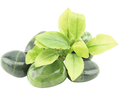 Plante ornementale verte sur des pierres décoratives