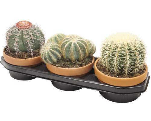 Trois cactus différents dans des pots en terre cuite sur un plateau