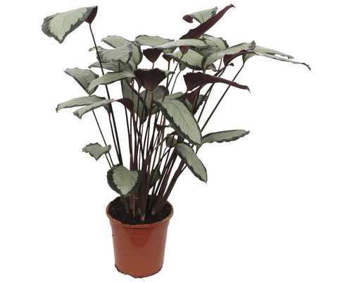 Pflanze Calathea in einem Topf