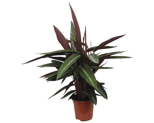 Pfeilwurz Zimmerpflanze im Topf