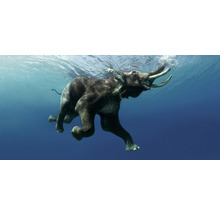Postkarte GEO XXL Elefant unter Wasser 23x11 cm