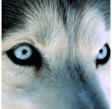 Gros plan d''un chien avec une fourrure claire et des yeux bleus