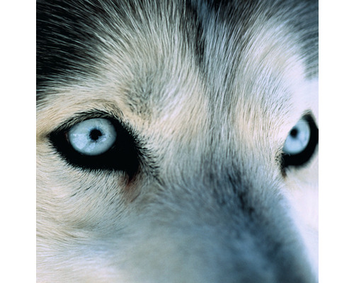 Postkarte Vorfahre Wolf 16,5x16,5 cm