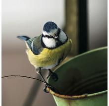 Postkarte schlauer Vogel 16,5x16,5 cm