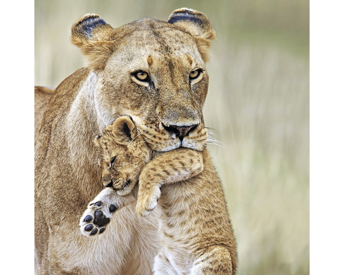 Postkarte Löwenmutter mit Kind 16,5x16,5 cm