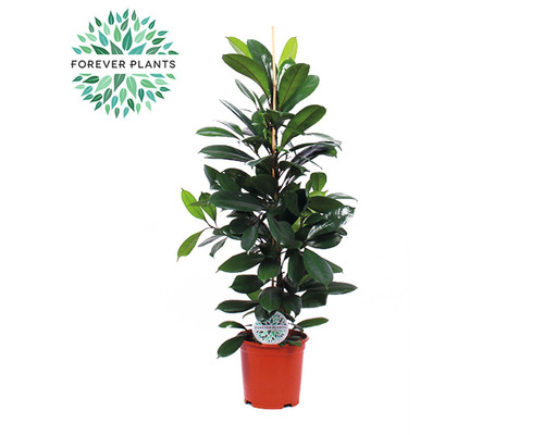 Figuier africain FloraSelf Ficus cyathistipula h env. 105 cm pot Ø 21 cm