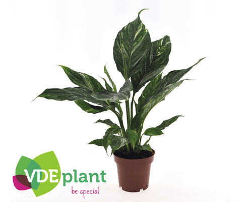 Einblatt Daimond FloraSelf Spathiphyllum Daimond H ca. 30 cm Ø 12 cm Topf