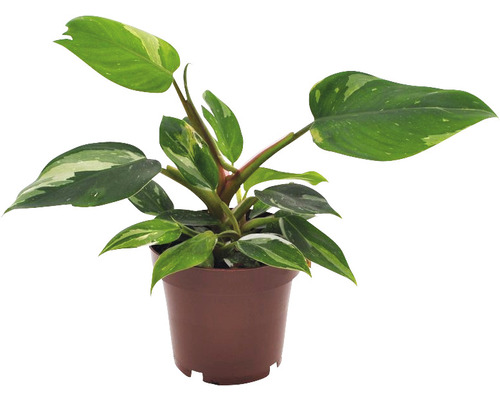 Baumfreund FloraSelf Philodendron 'White Princess' H ca. 30 cm Ø 12 cm Topf Philodendron in einem Topf