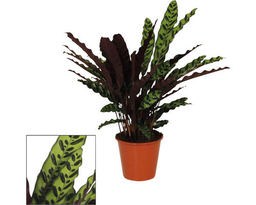 Calathée à feuilles lancéolées FloraSelf Calathea insignis h env. 85 cm pot Ø 17 cm