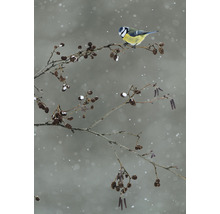 Blaumeise sitzt im Winter auf einem Ast