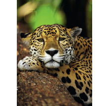 Portrait d''un jaguar au repos