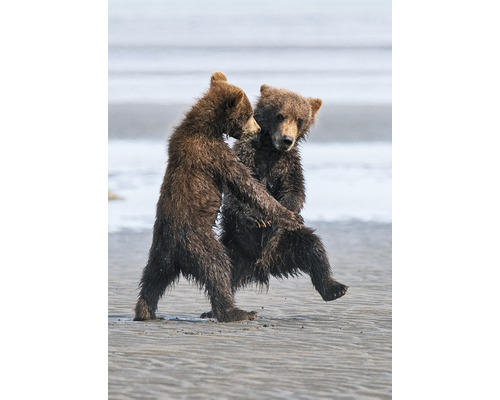 Carte postale ours dansants 14,8x10,5 cm