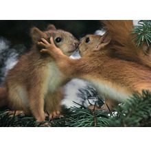 Zwei Eichhörnchen interagieren auf einem Baum.