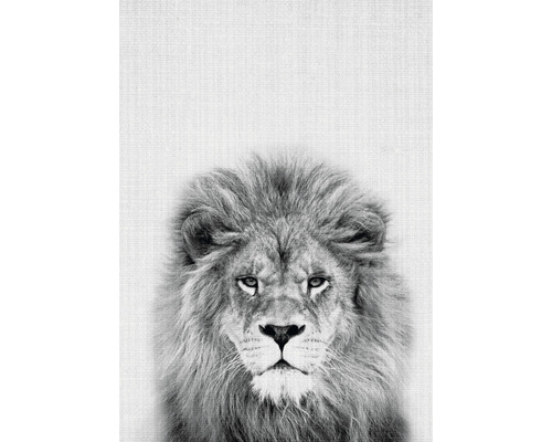 Carte postale Lion 10,5x14,8 cm