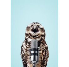 Carte postale Owl Mic 10,5x14,8 cm