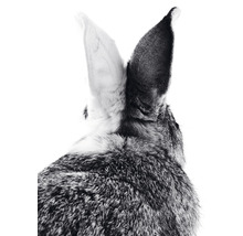 Postkarte bunny ears black