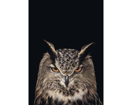 Carte postale tawny OWL 10,5x14,8 cm