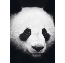 Postkarte Panda