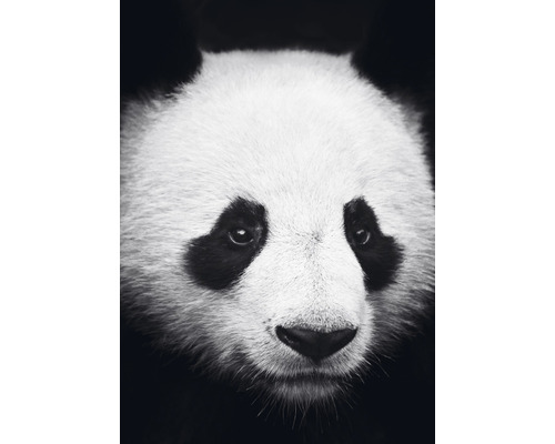 Postkarte Panda
