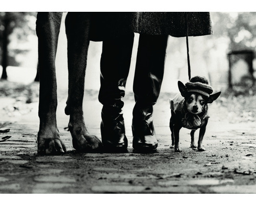 Photo en noir et blanc d''une personne promenant deux chiens en laisse