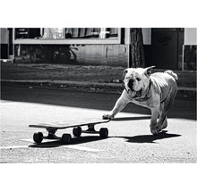 Ein Bulldog fährt auf einem Skateboard.