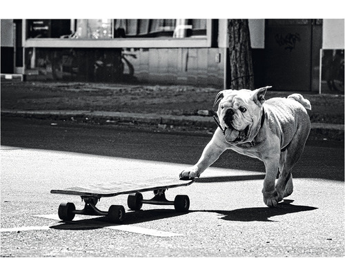Ein Bulldog fährt auf einem Skateboard.