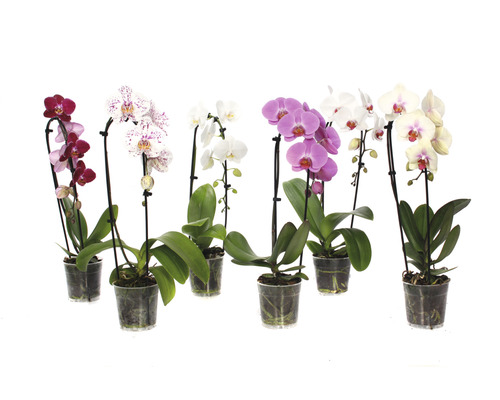 Schmetterlingsorchidee FloraSelf Phalaenopsis multiflora 'Cascade Spezial' H 55-65 cm Ø 12 cm Topf 1 Rispe