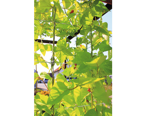 Plantes grimpantes avec des feuilles et des fleurs rouges sur un treillis