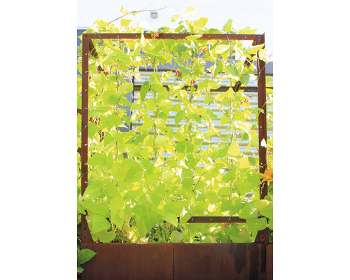 Garten mit Metall-Pflanzkasten und Kletterpflanzen