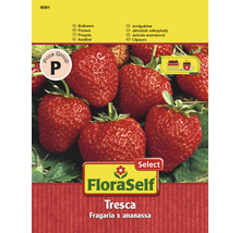 Erdbeere 'Fresca' FloraSelfSelect samenfestes Saatgut Gemüsesamen-thumb-0