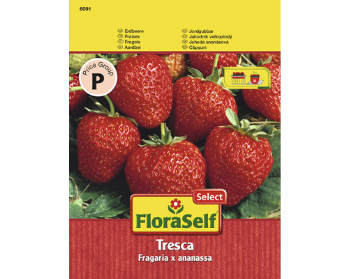 Erdbeere 'Fresca' FloraSelfSelect samenfestes Saatgut Gemüsesamen
