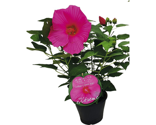 Riesenhibiskus pink/ magenta FloraSelf Hibiscus moscheutos 'Extreme' Hot Pink H 50-60 cm Co 5 L