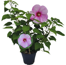 Hibiskus im Topf mit rosa Blüte
