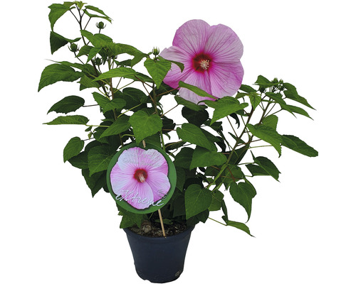 Riesenhibiskus hellrosa Hibiscus moscheutos Extreme H 50-60 cm Co 5 L