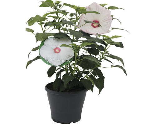 Riesenhibiskus weiss FloraSelf Hibiscus moscheutos 'Extreme' H 50-60 cm Co 5 L