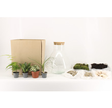 Terrarium Bausatz mit Glas, Pflanzen, Erde, Moos und Steinen