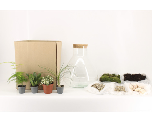 Terrarium Bausatz mit Glas, Pflanzen, Erde, Moos und Steinen