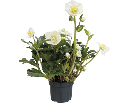 Lenzrose Helleborus x hybridus 'White Princess' Co 1 L