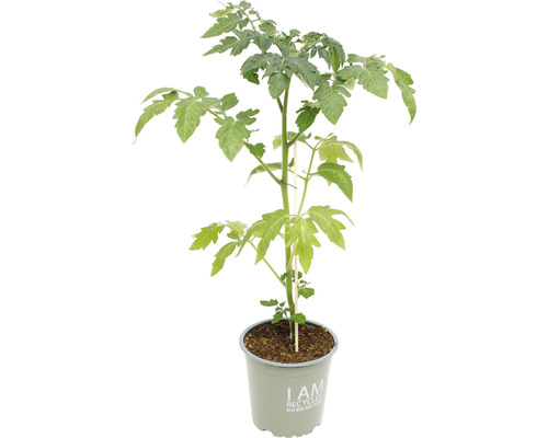 Tomatenpflanze im recycelten Topf Tomatenpflanze im recycelten Topf