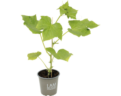 Gurkenpflanze im Topf mit Rankhilfe