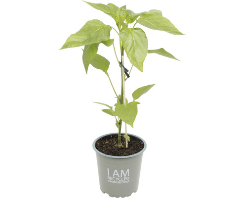 Paprikapflanze im Topf