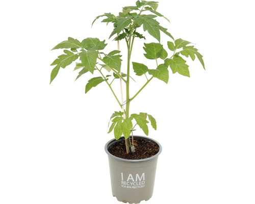 Tomatenpflanze im recycelten Topf mit Stützstab
