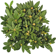 Großblumige Alpenrose FloraSelf Rhododendron-Cultivars 'Blewbury' H 30-40 cm Co 6 L