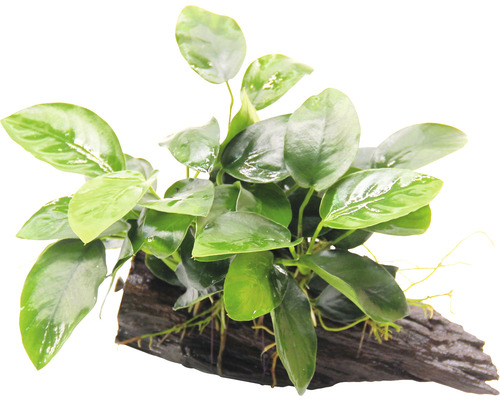 Aquarienpflanze auf Wurzelholz