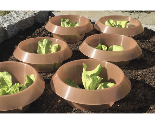 Plusieurs cloches à plantes avec des jeunes plants de salade sur une plate-bande.