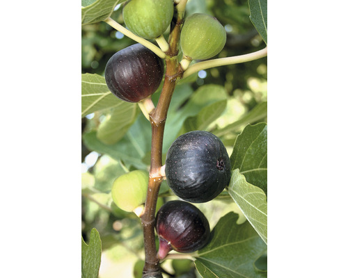 Feige Ficus carica 'Ronde de Bordeaux' Co 5