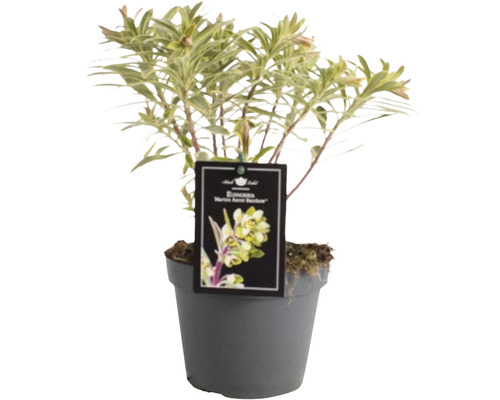 Euphorbe multicolore Euphorbia x martinii 'Ascot Rainbow' h 5-40 cm p 15 cm Euphorbe Marjolein, proposée en pot