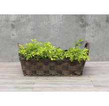 Pflanzkorb Polyrattan 44x27x12 cm braun